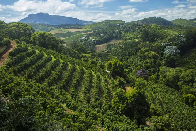 Cafezais nas montanhas de Venda Nova do Imigrante (ES)